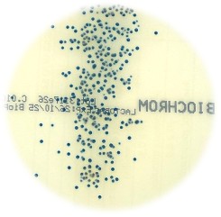 BIOCHROM LACTOBACILLUS AGAR
