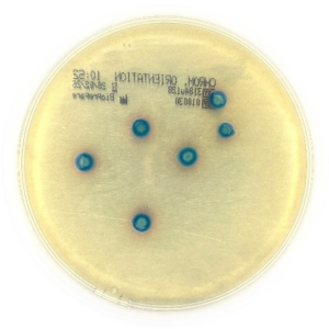CHROMagar™ Orientation