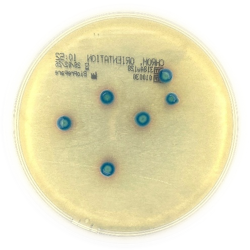CHROMagar™ Orientation 2
