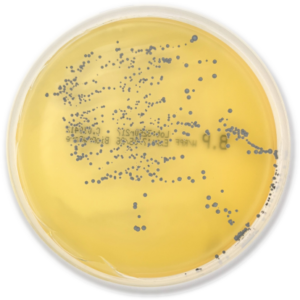 BAIRD PARKER AGAR (ISO) W/ RPF
